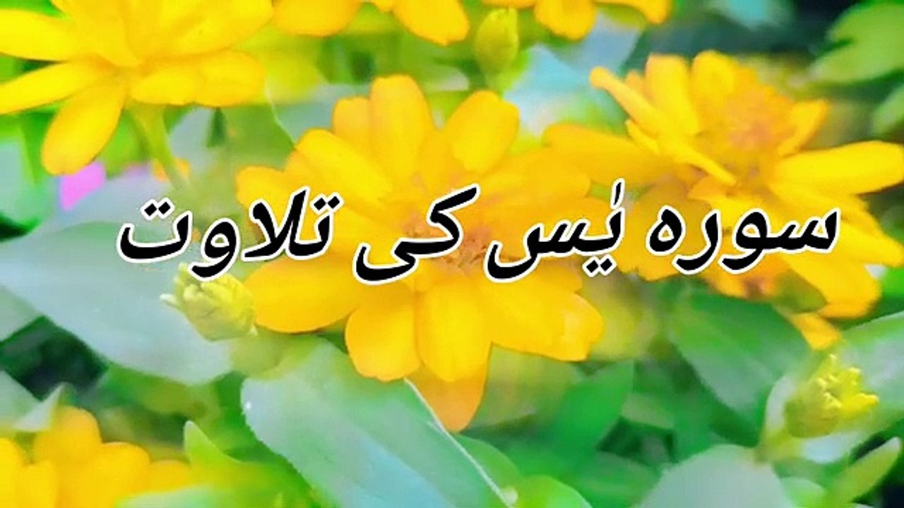 Surah Yaseen - heart touching - Surah Mulk - Surah Yasin full Episode 244 Best Qur'an Recitation 💥😭