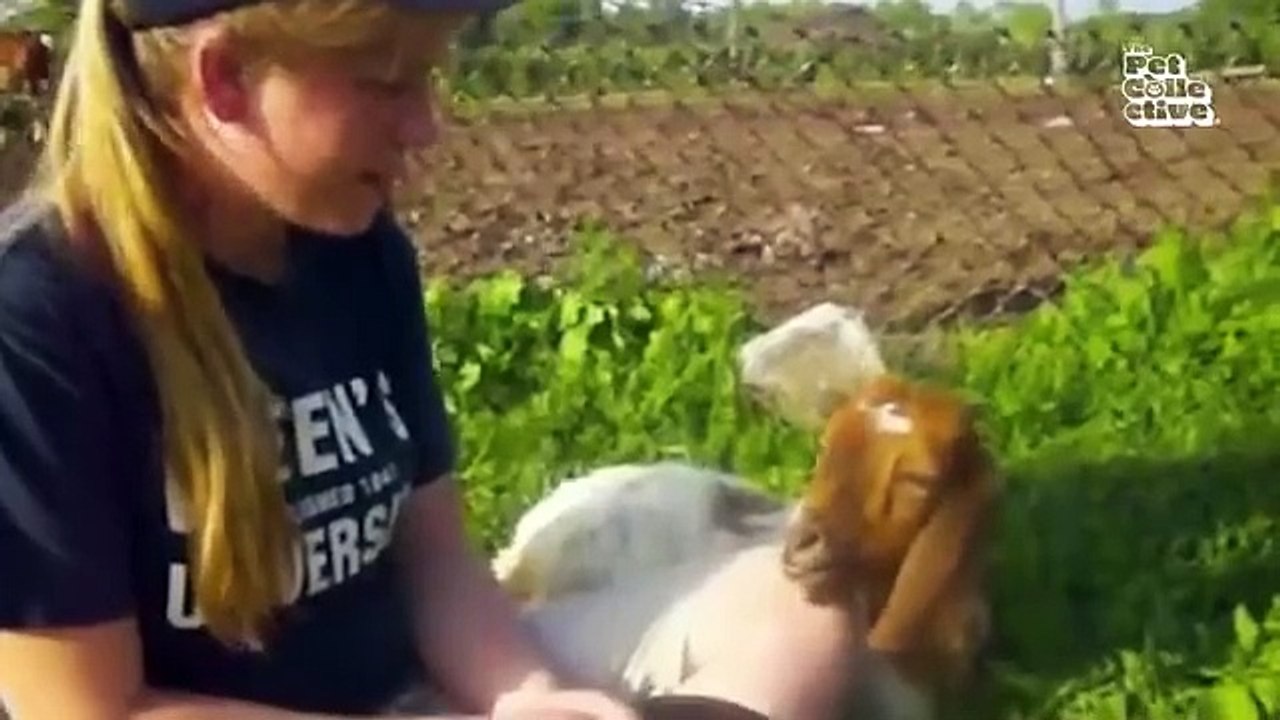 Fur-tastic Fails & Funnies