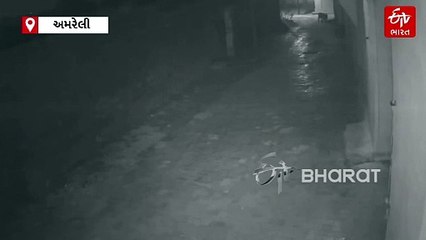 સોશિયલ મીડિયા પર સિંહ મચાવી રહ્યા છે ધૂમ, શિકાર કરતો વિડીયો વાઇરલ