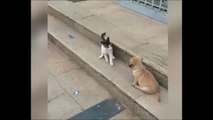 Cat VS Dog Funny Animal Videos _shorts(360P)