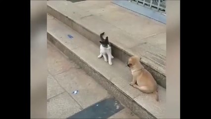 Cat VS Dog Funny Animal Videos _shorts(360P)