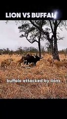😱😱Buffalos attack on lions hurbly 😱😱