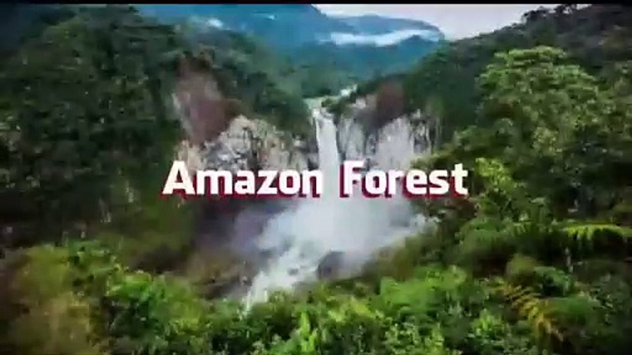 Amazon jungle book video