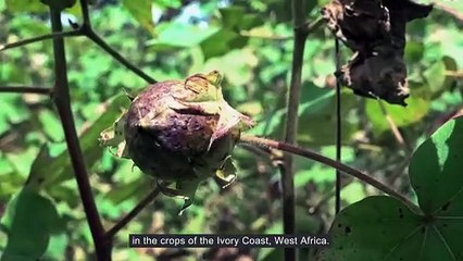 Mission Olam  Agri 2024 - SFC Fashion Futures  Olam Agri