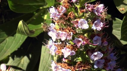 La Gomera: Descubre la Isla de los Tesoros Escondidos 🌴