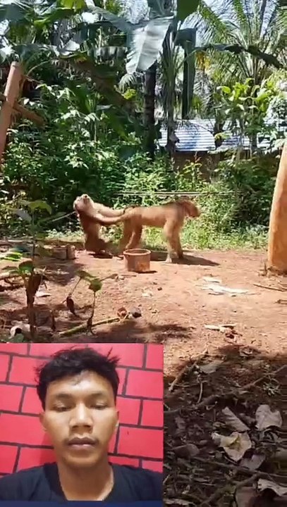 MASA IYA KALAH SAMA MONYET//MEME KOCAK