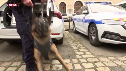 Nantes : les policiers municipaux bénéficient de l'aide de chiens de défense