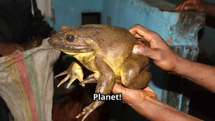Meet the Goliath Frog -  The World's Largest Frog !