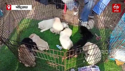 ਡੌਗ ਸ਼ੋਅ 'ਚ ਅਨੇਕਾਂ ਡੌਗ ਪ੍ਰੇਮੀਆਂ ਨੇ ਲਿਆ ਹਿੱਸਾ, ਵੱਖ-ਵੱਖ ਨਸਲਾਂ ਦੇ ਡੌਗਸ ਦਾ ਦਿਖਾਇਆ ਹੁਨਰ, ਦੇਖੋ ਵੀਡੀਓ