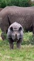 Yorkshire Wildlife Park is celebrating the first birthday of critically endangered black rhino Rocco