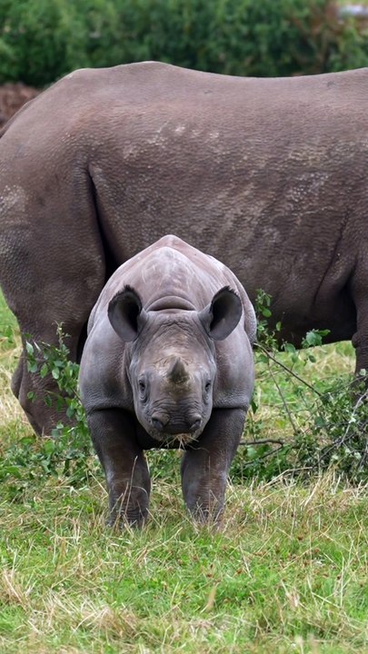 Yorkshire Wildlife Park is celebrating the first birthday of critically endangered black rhino Rocco