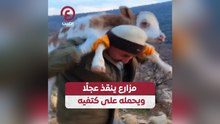 مزارع ينقذ عجلا ويحمله على كتفيه