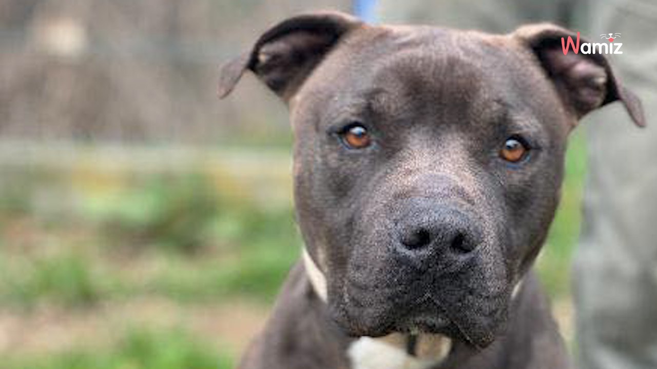 Il a déjà passé la moitié de sa vie enfermé en refuge : qui donnera une chance à ce jeune chien ?