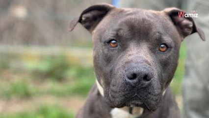 Il a déjà passé la moitié de sa vie enfermé en refuge : qui donnera une chance à ce jeune chien ?