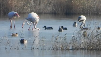 Milleyha'da nadir görülen flamingolar gözlemlendi