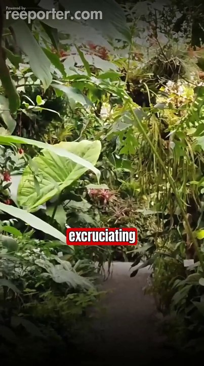 Bullet Ants in Amazon jungle book video