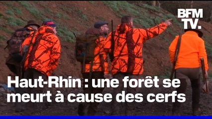 Haut-Rhin: des écologistes et les agriculteurs demandent aux chasseurs d'exécuter 2.000 cerfs pour préserver une forêt de sapins