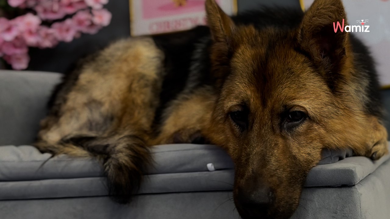 Ce chien est abandonné 2 jours avant Noël : une toiletteuse fait une proposition bouleversante (vidéo)