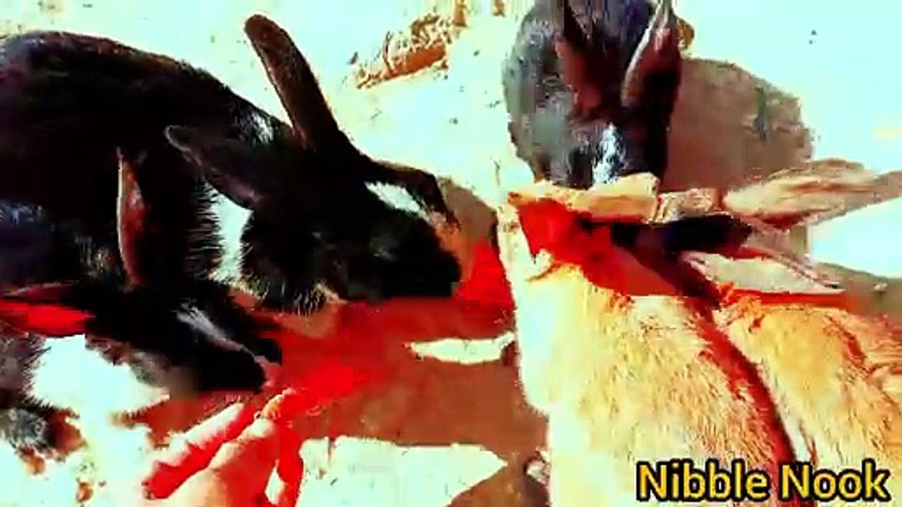 AMIZING animals 😱🤯