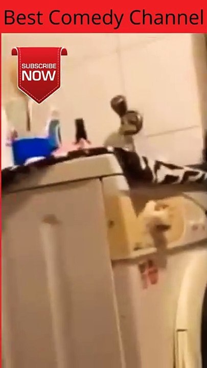 Funny cat video🐈😂😂😂😂😂😂🤣🤣🤣🤣🤣😊😂🤣#shorts