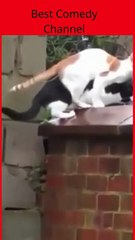 what s going on😂😂😂😂😂😂😂🤣🤣🤣🤣😂😂😂Funny cats video #shorts
