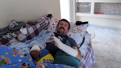 Besiciye saldıran domuzları köpekler kovaladı