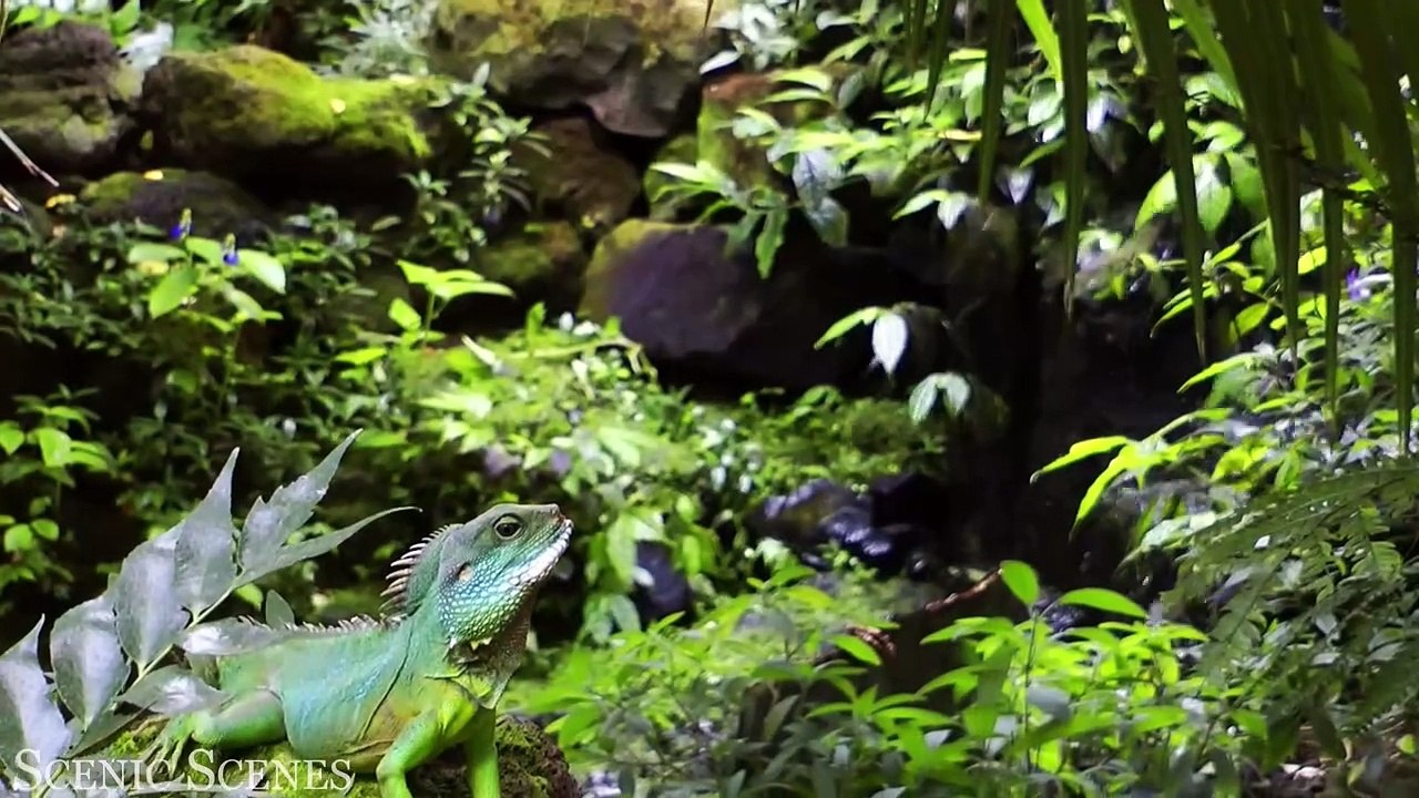 Brazil In 4K - Beautiful Tropical Country ｜ Scenic Relaxation Film