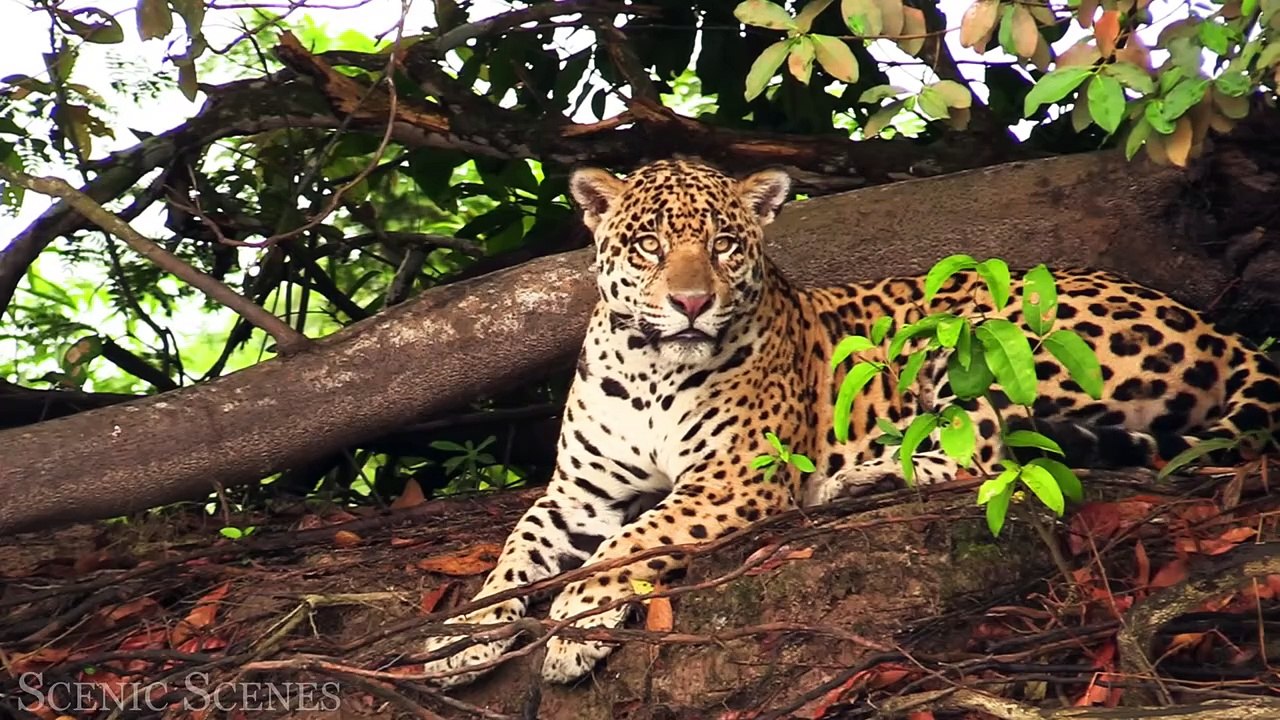 Costa Rica Wildlife 4K - Animals That Call The Jungle of Costa Rica Home ｜ Scenic Relaxation Film