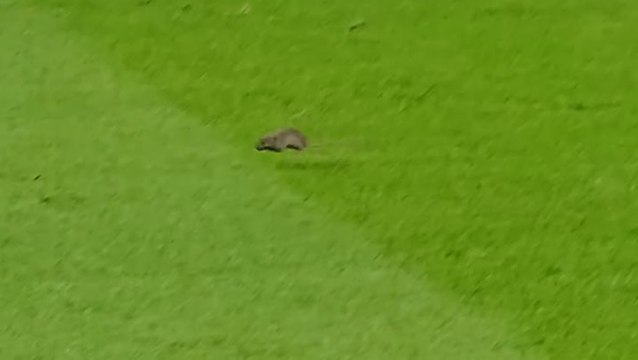 Rat interrupts Manchester United’s match against Southampton