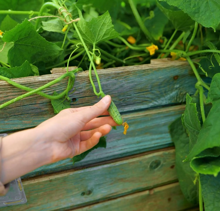Conseils de jardinage essentiels pour des fruits et légumes florissants !