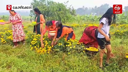 കാലത്തിനൊത്ത കൃഷിച്ചുവടുകള്‍; പൂക്കൃഷിയില്‍ വിജയം കൊയ്‌ത് ചാത്തമംഗലത്തെ കര്‍ഷകര്‍