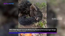 Dikira Babi Ngepet Ternyata Binturong Masuk ke Perkampungan Warga di Desa Rejoagung, Ini Penjelasan BKSDA Banyuwangi