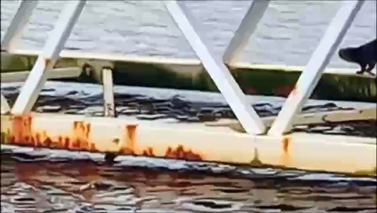 Otter in Derry on January 17