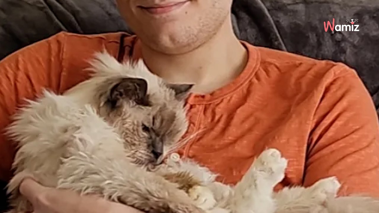 Un homme reproduit une photo d’enfance avec son chat : plus de 127K internautes versent une larme