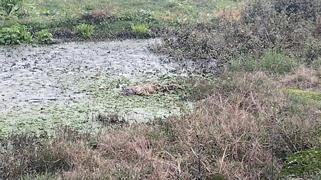 CRPF जवान की 5 साल की लापता बेटी की हत्या, नवादा में 17 दिनों बाद मिला शव