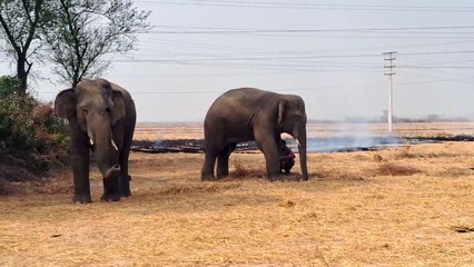 অয়জ নদ পেরিয়ে কাঁকসার জঙ্গল থেকে জয়দেবে জোড়া হাতি, ক্রেন