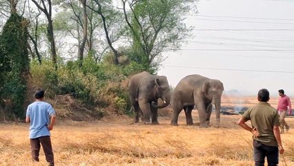 অয়জ নদ পেরিয়ে কাঁকসার জঙ্গল থেকে জয়দেবে জোড়া হাতি, ক্রেন