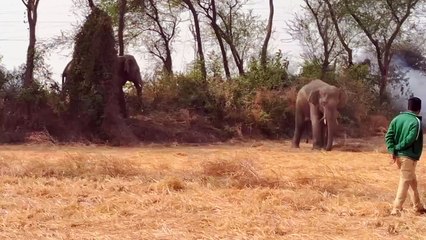 অয়জ নদ পেরিয়ে কাঁকসার জঙ্গল থেকে জয়দেবে জোড়া হাতি, ক্রেন