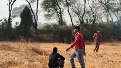 অয়জ নদ পেরিয়ে কাঁকসার জঙ্গল থেকে জয়দেবে জোড়া হাতি, ক্রেন