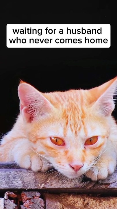 Cat lover