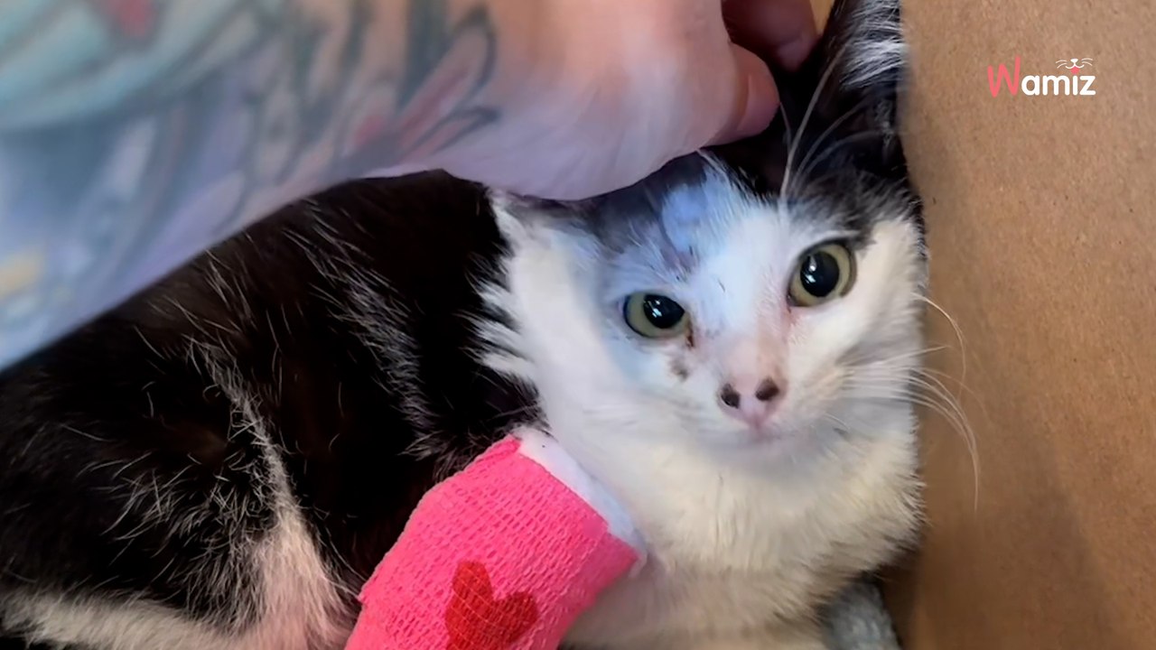 Incendies de Los Angeles : trouvé dans la rue, ce chaton blessé se reconstruit grâce à sa famille d’accueil