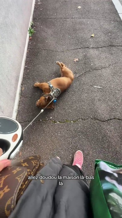Quand ton chien fait ses caprices
