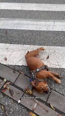 Quand mon petit pestacle impressionne même les voitures