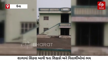 ઉનાની ગાયત્રી વિદ્યાલયમાં ધોળે દિવસે સિંહણે કર્યું મારણ શાળાના દરવાજા બંધ કરીને શિક્ષકો અને વિદ્યાર્થીઓ થયા સુરક્ષિત