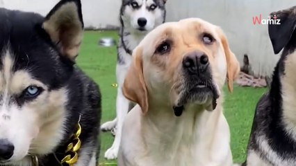 Il présente au monde sa famille de toutous : 3,4M d'internautes sont fascinés par un détail (vidéo)