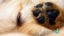 El maravilloso mundo de los cachorros : ¿cómo crecen y aprenden?