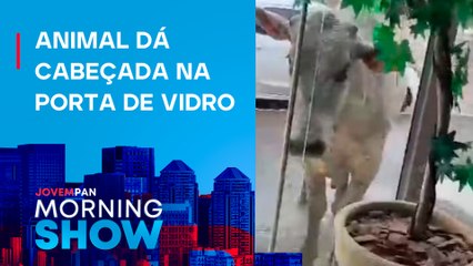 Boi CAI de caminhão e tenta INVADIR loja