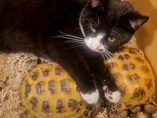 Kater kuschelt mit Schildkröten - TikTok feiert ihn