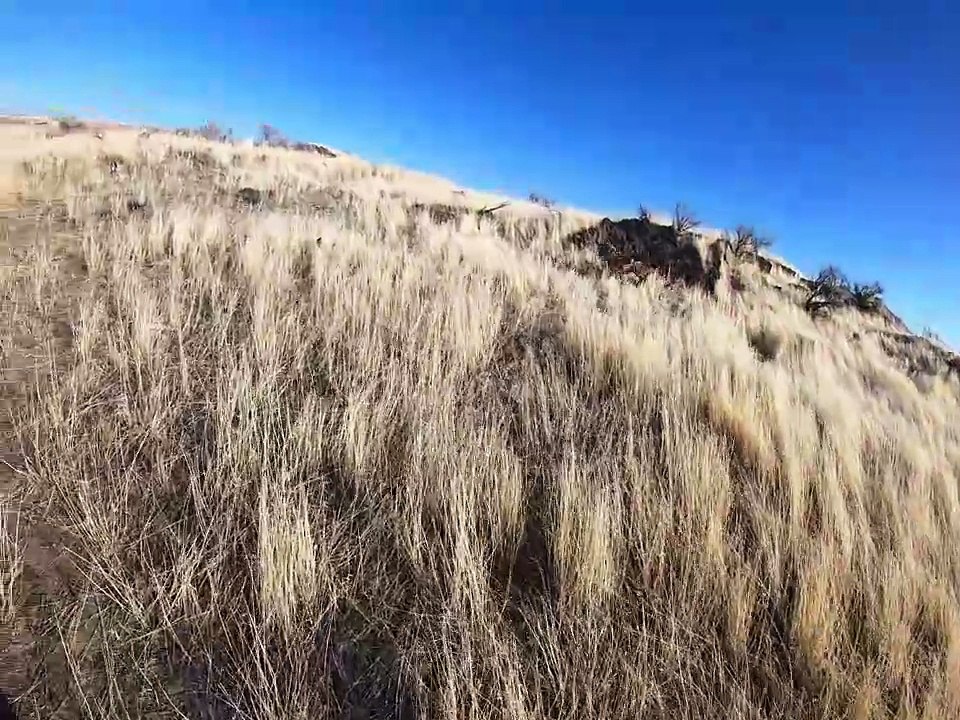 Willow running the field