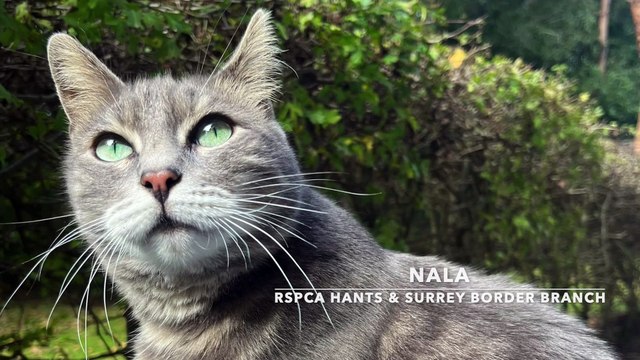 Nala - RSPCA Hants & Surrey Border Branch